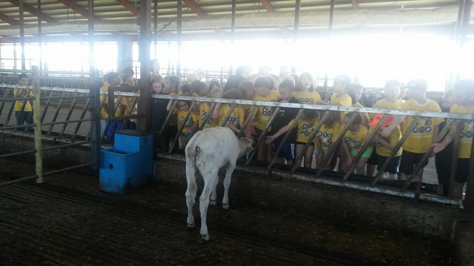 YMCA kids with a calf